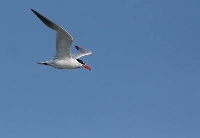 Caspian Tern