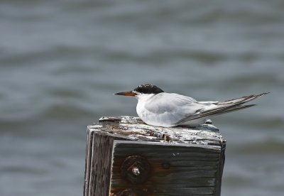 Common Tern