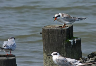 Forster's Tern