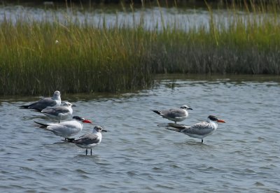 Adult and young Caspian Terns