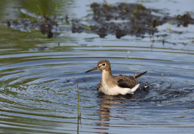 Solitary Sandpiper