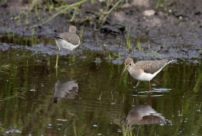 (Not) Solitary Sandpipers