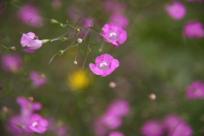 Agalinis setacea- Threadleaf False Foxglove