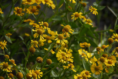 Helenium autumnale- Sneezeweed