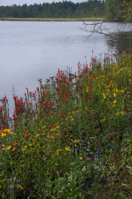River's edge wildflowers