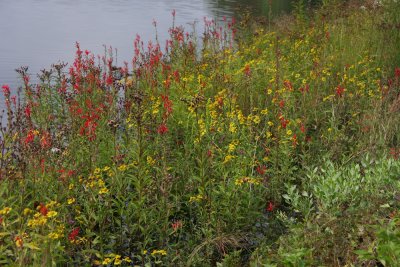 River's edge wildflowers