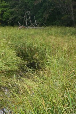 Zizania aquatica- Wild Rice