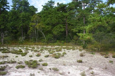 Hudsonia ericoides- Pine Barrens Heather