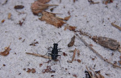 Tiger Beetle sp.