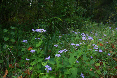Eupatorium coelestinum- Mistflower