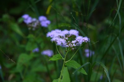 Eupatorium coelestinum- Mistflower