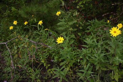 Helianthus strumosus- Paleleaf Woodland Sunflower