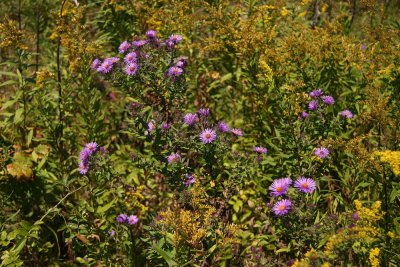 Aster novae-angliae- New England Aster