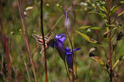 White-lined Sphinx Moth