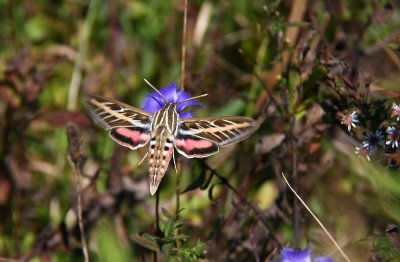 White-lined Sphinx Moth