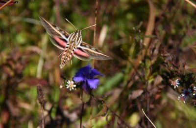 White-lined Sphinx Moth