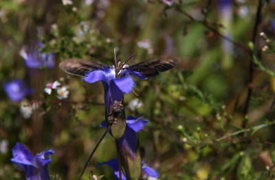 White-lined Sphinx Moth