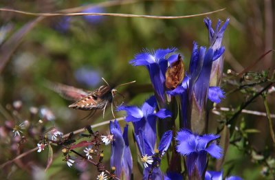 IMG_3382.jpg
