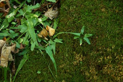 Asplenium rhizophyllum- Walking Fern