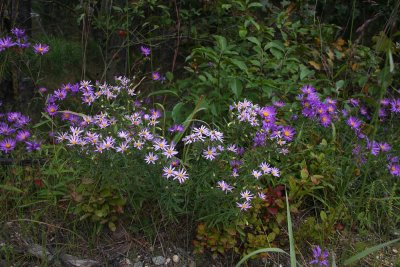 Aster linariifolius (Stiff-leaved Aster) and Aster spectabilis (Showy Aster)