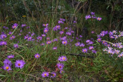 Aster spectabilis- (Showy Aster)