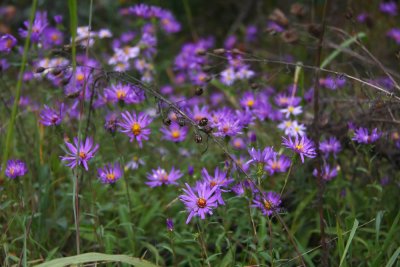 Aster spectabilis- (Showy Aster)