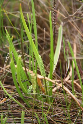 Plantago maritima var. juncoides- Seaside Plantain