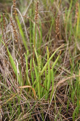 Plantago maritima var. juncoides- Seaside Plantain