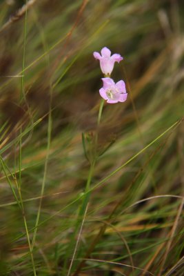 Agalinis maritima- Seaside Gerardia