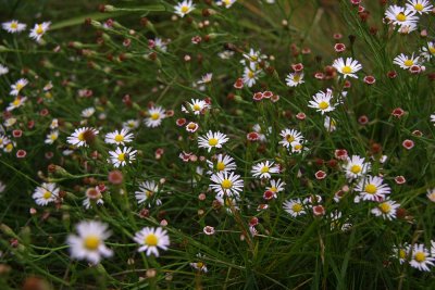 Aster tenuifolius- Salt Marsh Aster