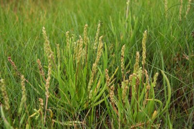 Plantago maritima var. juncoides- Seaside Plantain