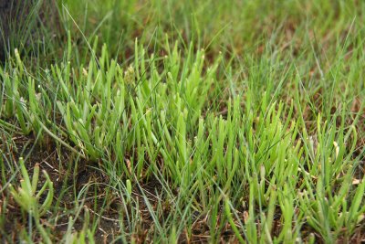 Plantago maritima var. juncoides- Seaside Plantain