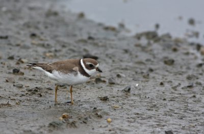 Semipalmated Plover