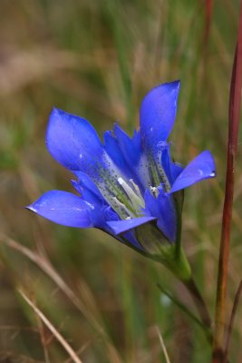 Gentiana autumnalis- Pine Barrens Gentian