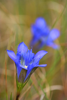 Gentiana autumnalis- Pine Barrens Gentian