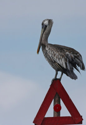 Brown Pelican