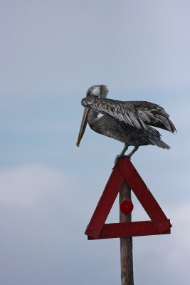 Brown Pelican