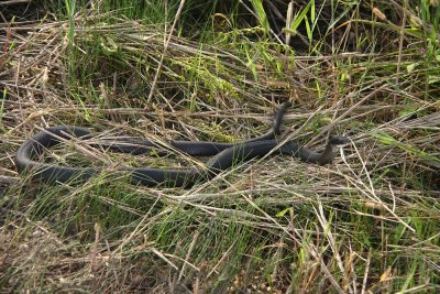 Northern Black Racer