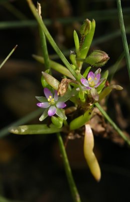 Spergularia salina- Salt Sandspurry