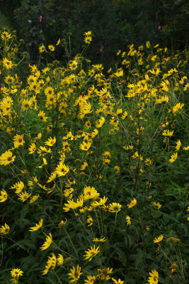 Helianthus giganteus (Giant Sunflower)