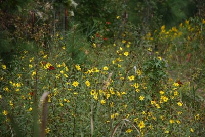 Monarchs on Giant Sunflower