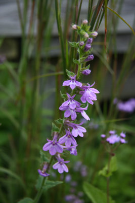 Lobelia puberula (Downy Lobelia)