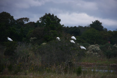 Great Egrets