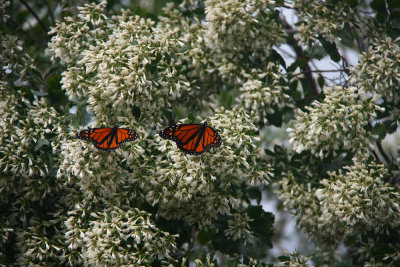 Monarchs on Groundsel Tree (Baccharis halimifolia)