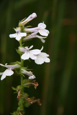 Lobelia puberula (Downy Lobelia)