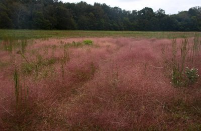 Eragrostis spectabilis- Purple Love Grass