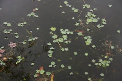 Hydrocotyle umbellata- Marsh Pennywort