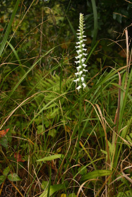 Spiranthes odorata- Fragrant Ladies Tresses HB