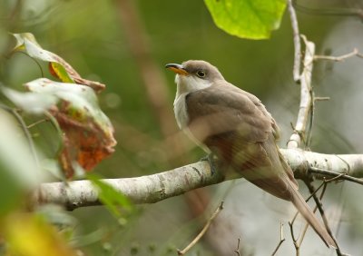 Yellow-billed Cuckoo