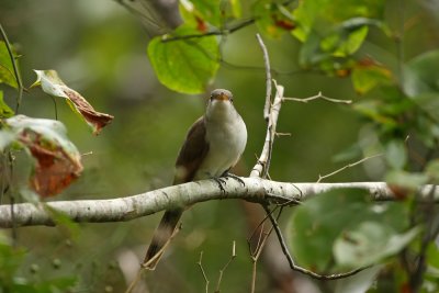 Yellow-billed Cuckoo
